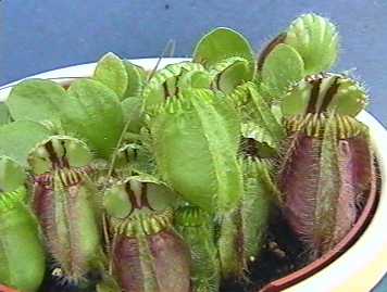 Cephalotus_follicularis