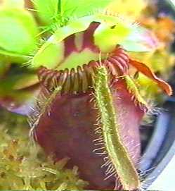 Cephalotus_follicularis