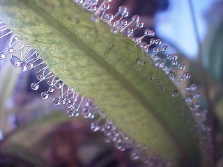 Drosera_adelae