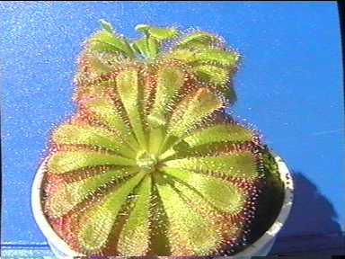 Drosera_aliciae