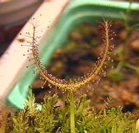 Drosera_binata