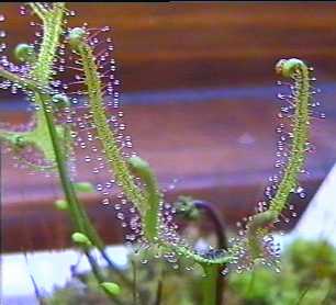 Drosera_binatadichotoma