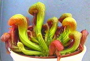 Darlingtonia_californica