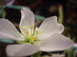 Drosera_capensis_white