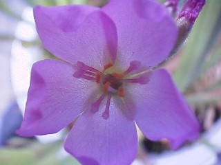 Drosera_capensis