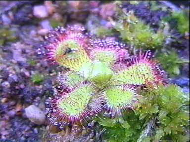 Drosera_cuneifolia