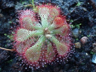 Drosera_dielsiana