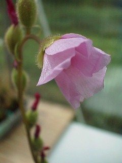 Drosera_filiformis