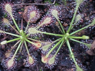 Drosera_intermedia_tropical