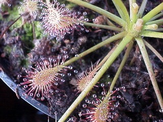 Drosera__intermedia_tropical