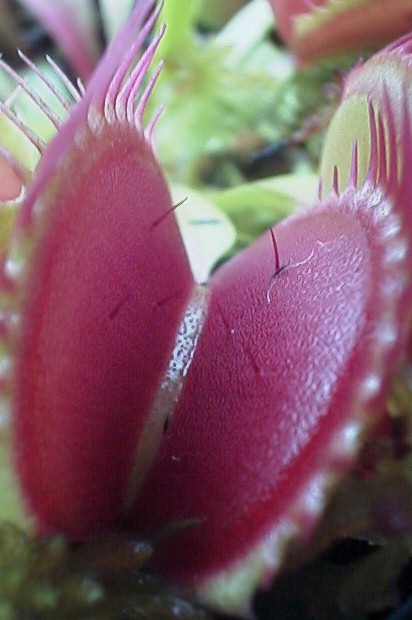 Dionaea