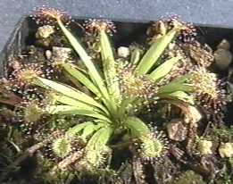 Drosera_petiolaris