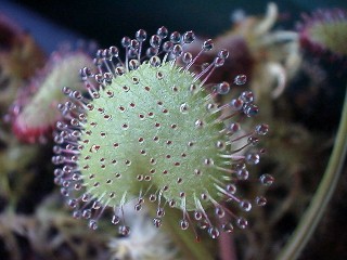 Drosera_prolifera