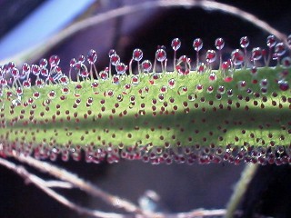 Drosera_regia