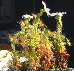 Drosera_scorpioides