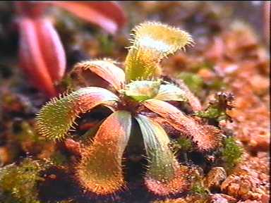 Drosera_slackii