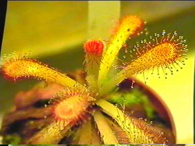 Drosera_venusta