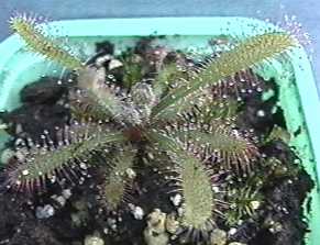 Drosera_villosa