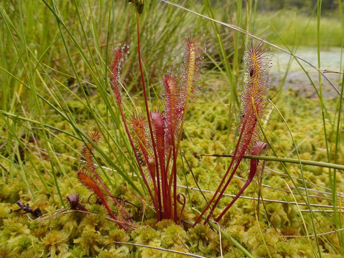 D.anglica