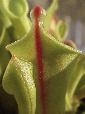 Heliamphora_minor