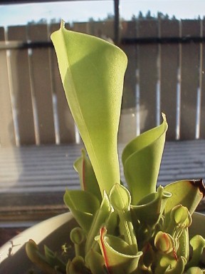 Heliamphora_minor