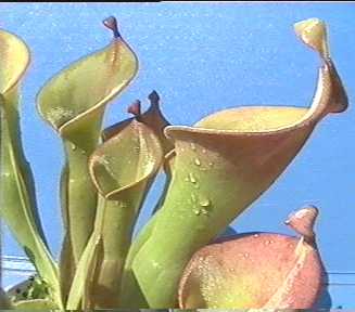 Heliamphora_nutans