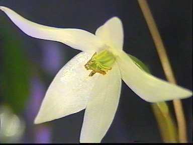 Heliamphora_nutans