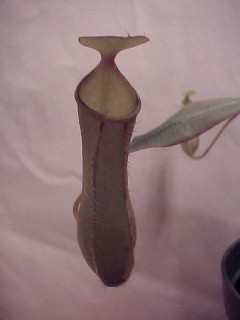 Nepenthes_gracilis