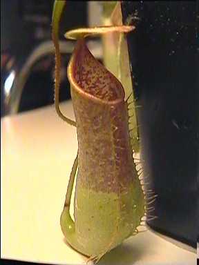 Nepenthes_hirsuta