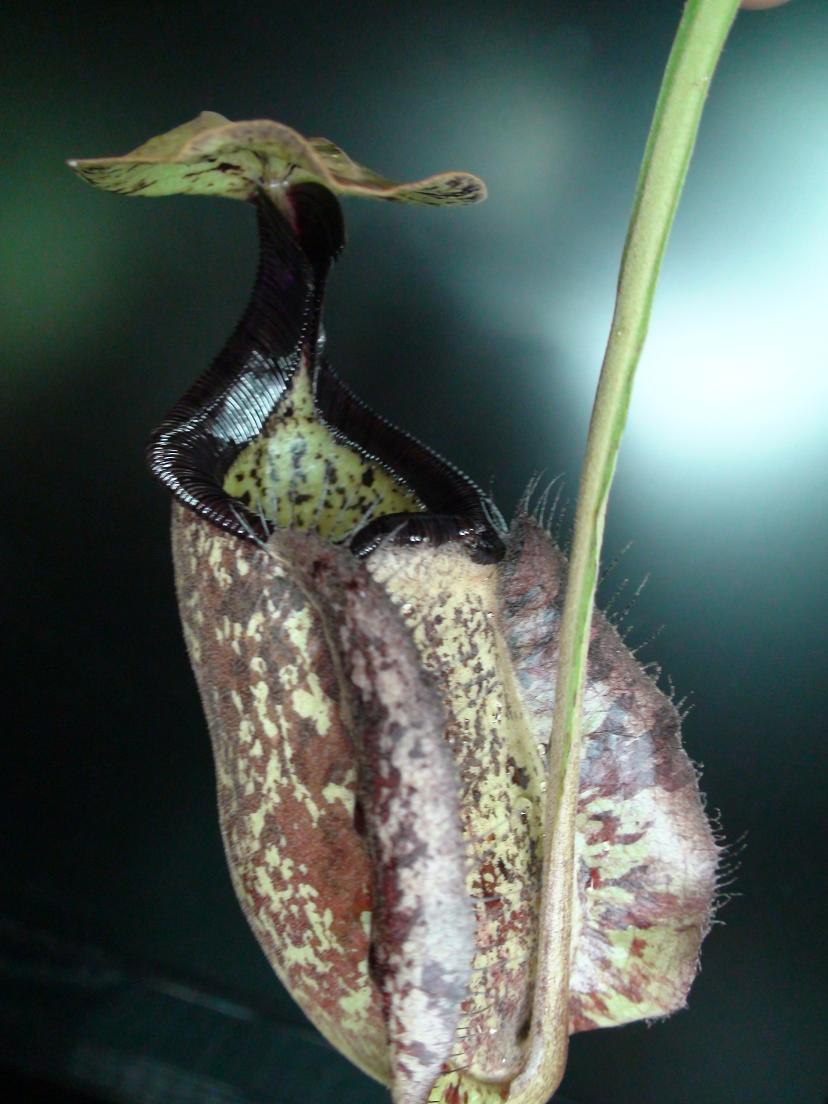 Nepenthes_rafflesiana