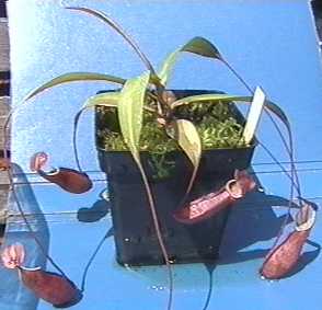Nepenthes_torelli