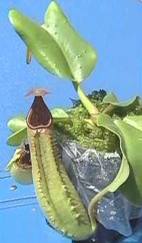 Nepenthes_truncata