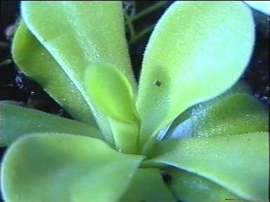 Pinguicula_agnata