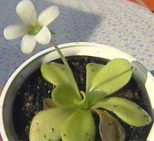 Pinguicula_agnata