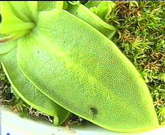 Pinguicula_grandiflora