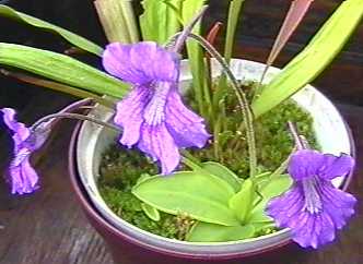 Pinguicula_grandiflora