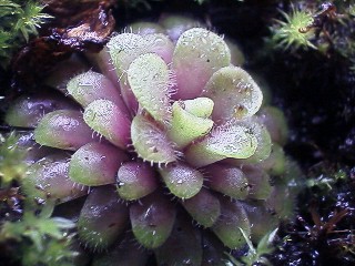 Pinguicula_hemiepiphytica