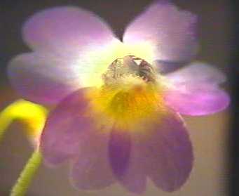 Pinguicula_primuliflora