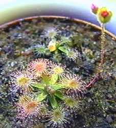 Drosera_pulchella