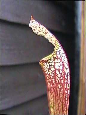 Sarracenia_hybrid