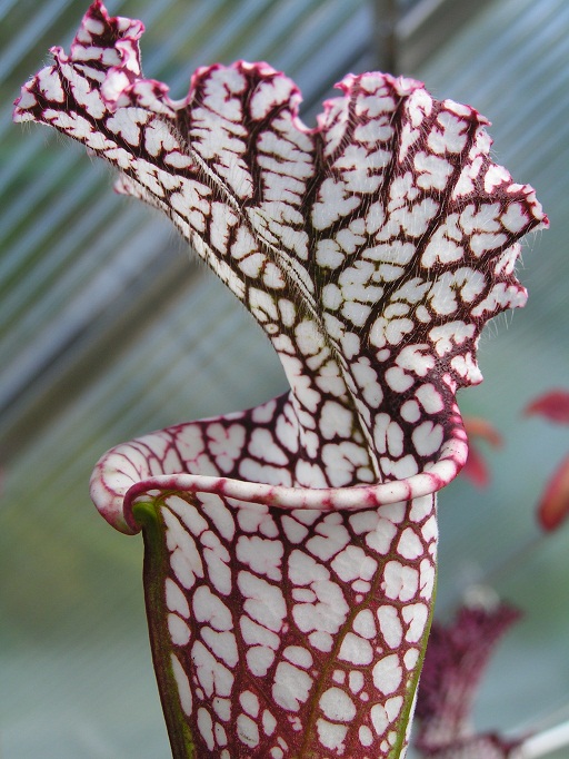 Sarracenia_leucophylla