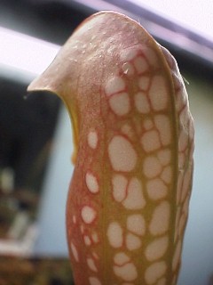 Sarracenia_minor