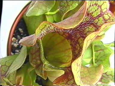 Sarracenia_purpurea