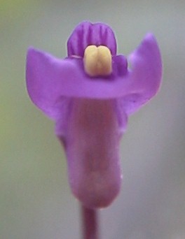 Utricularia_dichotoma