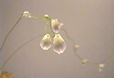 Utricularia_livida