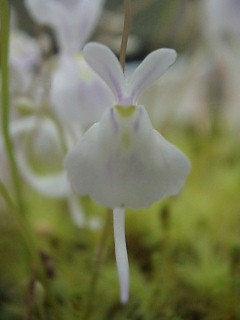 Utricularia_sandersoni