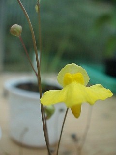 Utricularia_subulata