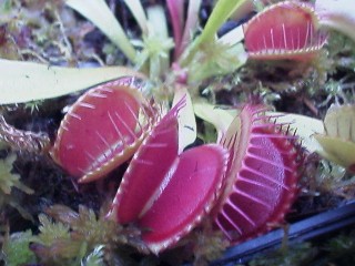 Dionaea_muscipula